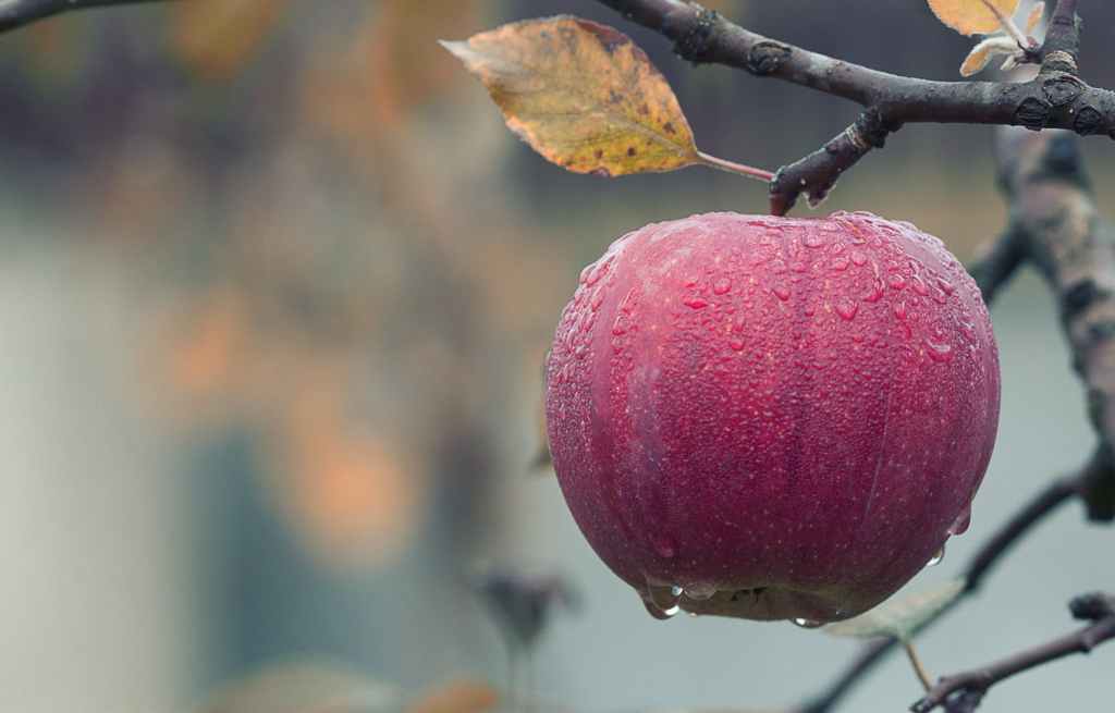 Unpacking Apples and&nbsp;Lemons